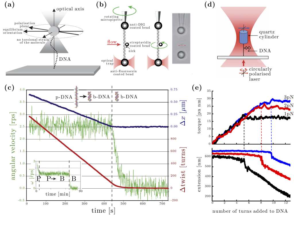 Figure 13.4 — Twisting DNA — Optical Tweezers Principles and Applications