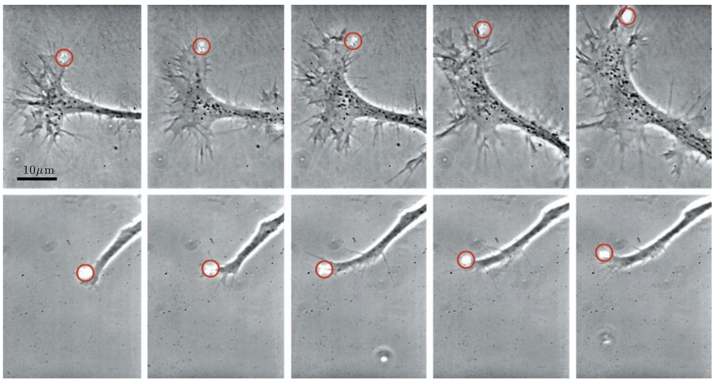 Chapter 14 — Cell Biology — Optical Tweezers Principles and Applications