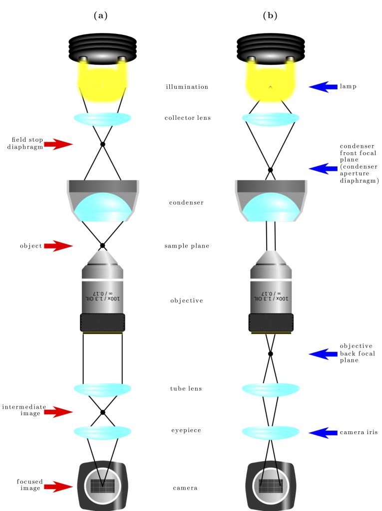 Fig. 8.4 — Köhler illumination — Optical Tweezers Principles and